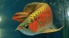 Top Quality SuperRed Arowana fishes and others for sale